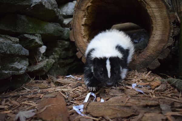 Skunk.jpg