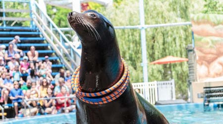 Seal From Our Friends From The Sea