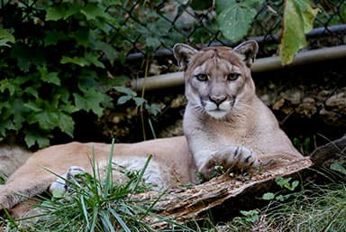 mountain-lion-zooamerica.jpg