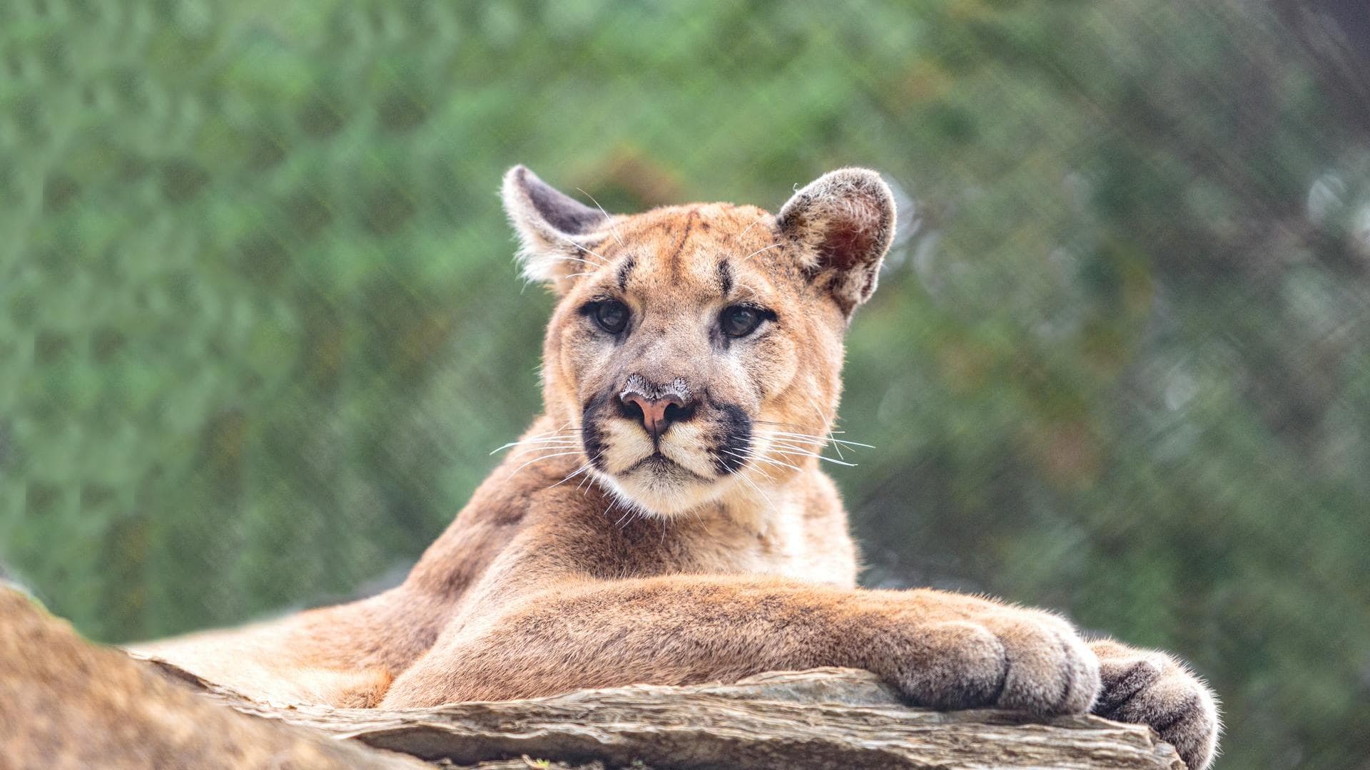 mountain-lion-laying-on-rock-at-zooamerica.jpg